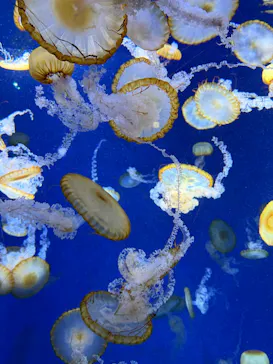 新江ノ島水族館に投稿された画像（2026/5/16）