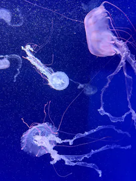 新江ノ島水族館に投稿された画像（2026/5/16）