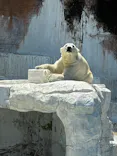 天王寺動物園に投稿された画像（2026/5/16）