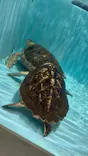 仙台うみの杜水族館に投稿された画像（2026/5/16）