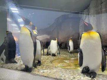 仙台うみの杜水族館に投稿された画像（2026/5/16）