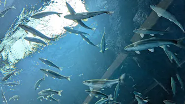 滋賀県立琵琶湖博物館に投稿された画像（2026/5/16）