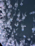 仙台うみの杜水族館に投稿された画像（2026/5/16）