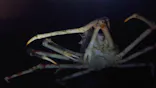 竹島水族館に投稿された画像（2026/5/16）