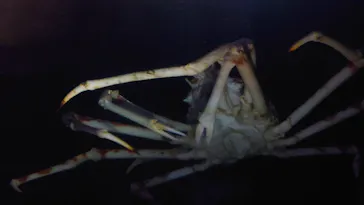 竹島水族館に投稿された画像（2026/5/16）