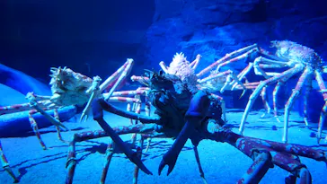 竹島水族館に投稿された画像（2026/5/16）