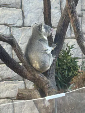 名古屋市東山動植物園に投稿された画像（2026/5/16）