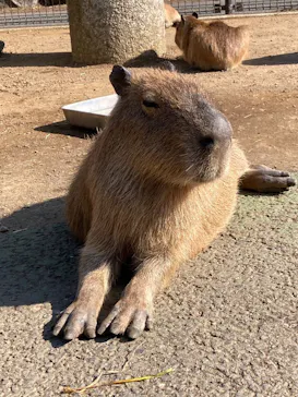 伊豆シャボテン動物公園に投稿された画像（2026/5/16）