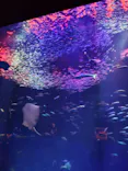 アクアワールド茨城県大洗水族館に投稿された画像（2026/5/17）