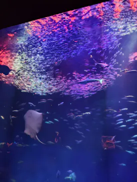 アクアワールド茨城県大洗水族館に投稿された画像（2026/5/16）
