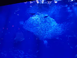 アクアワールド茨城県大洗水族館に投稿された画像（2026/5/16）