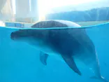 新江ノ島水族館に投稿された画像（2026/5/17）