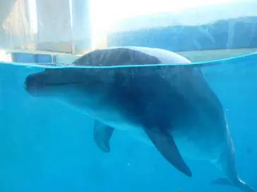 新江ノ島水族館に投稿された画像（2026/5/16）
