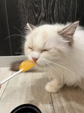 猫カフェモカ　アルシェ大宮店に投稿された画像（2026/5/16）