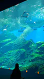 仙台うみの杜水族館に投稿された画像（2026/5/17）