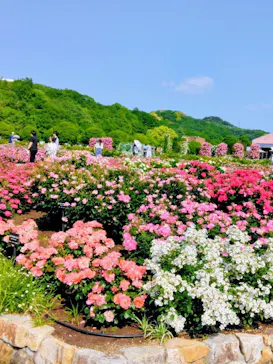 ぎふワールド・ローズガーデンに投稿された画像（2026/5/16）