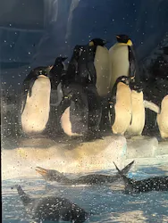名古屋港水族館に投稿された画像（2026/5/17）
