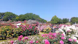 京成バラ園に投稿された画像（2026/5/17）