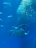 アクアワールド茨城県大洗水族館に投稿された画像（2026/5/17）