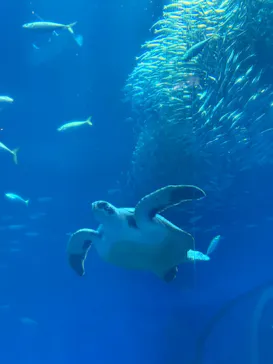 アクアワールド茨城県大洗水族館に投稿された画像（2026/5/17）
