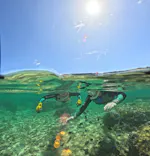 武藤潜水に投稿された画像（2026/5/17）