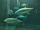 葛西臨海水族園に投稿された画像（2026/5/17）