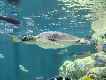 葛西臨海水族園に投稿された画像（2026/5/17）