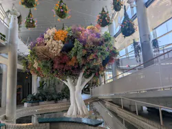 BOTANICA MUSEUMに投稿された画像（2026/5/17）