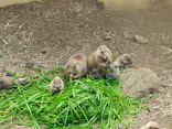 日立市かみね動物園に投稿された画像（2026/5/17）