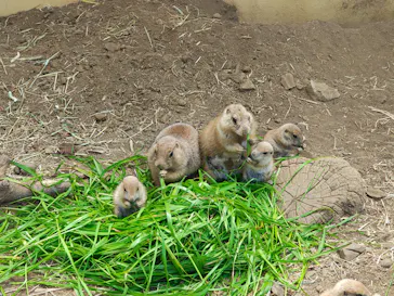 日立市かみね動物園に投稿された画像（2026/5/17）