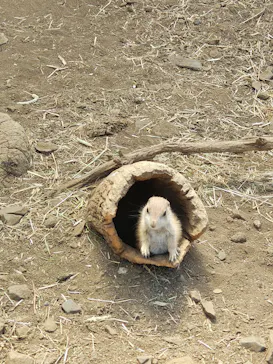 日立市かみね動物園に投稿された画像（2026/5/17）