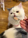 猫カフェモカ 名古屋栄店に投稿された画像（2026/5/17）