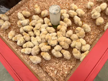 しろとり動物園に投稿された画像（2026/5/17）