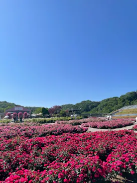 ぎふワールド・ローズガーデンに投稿された画像（2026/5/17）