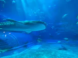 沖縄美ら海水族館に投稿された画像（2026/5/17）