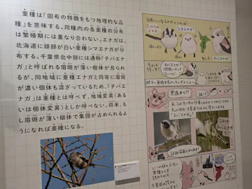 特別展「鳥 ～ゲノム解析が解き明かす新しい鳥類の系統～」に投稿された画像（2026/5/17）