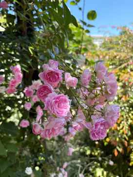 横浜イングリッシュガーデンに投稿された画像（2026/5/17）