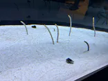 すみだ水族館に投稿された画像（2026/5/17）