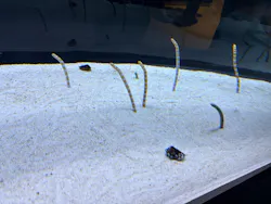 すみだ水族館に投稿された画像（2026/5/17）