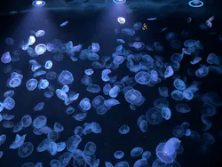 すみだ水族館に投稿された画像（2026/5/17）