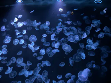 すみだ水族館に投稿された画像（2026/5/17）