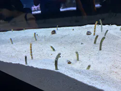 すみだ水族館に投稿された画像（2026/5/17）