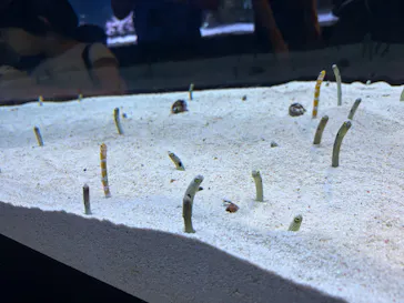 すみだ水族館に投稿された画像（2026/5/17）