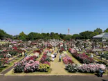 京成バラ園に投稿された画像（2026/5/17）