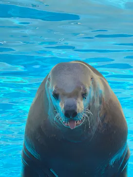 伊豆・三津シーパラダイスに投稿された画像（2026/5/17）