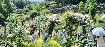 ACAO FORESTに投稿された画像（2026/5/17）
