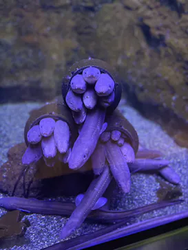 仙台うみの杜水族館に投稿された画像（2026/5/17）