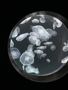 仙台うみの杜水族館に投稿された画像（2026/5/17）