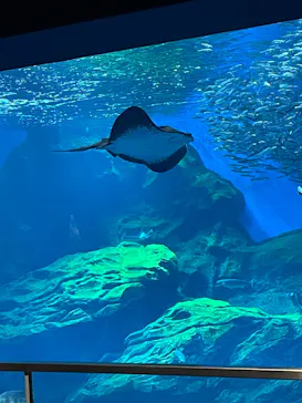 仙台うみの杜水族館に投稿された画像（2026/5/17）