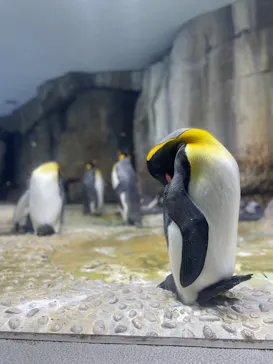 仙台うみの杜水族館に投稿された画像（2026/5/17）